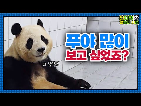 (SUB) Zookeeper Kang Went To China With Fubao🍀│Panda World