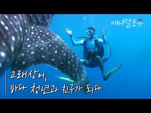 20톤 고래상어와 청년의 신비한 우정✨ | 고래상어, 바다청년과 친구가 되다 | KBS 파노라마 131004 방송