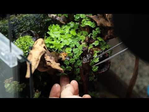 큰 유목 하나로 테라리움 테라리움 만들기