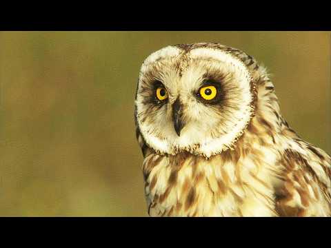 Life on Scotland’s Deadliest Islands (4K Documentary)