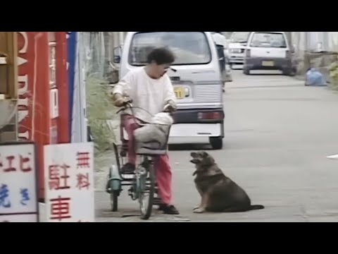 A day in the life of Sacchan, a Japanese dog