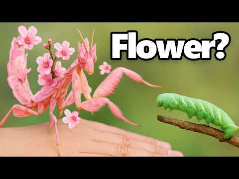 This Bug Pretends To Be a Flower To Hunt...
