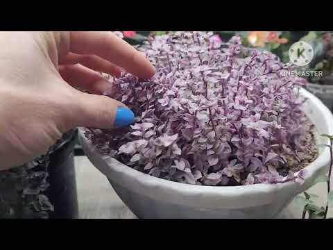 Роскошная КАЛЛИЗИЯ в коллекции Ани, опыт и советы