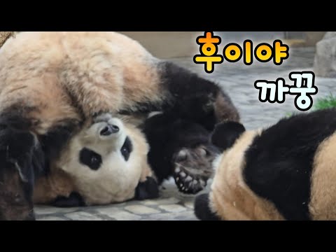 Rui Hui's lovely Thursday afternoon video💕25.12.18 Ruibao Huibao