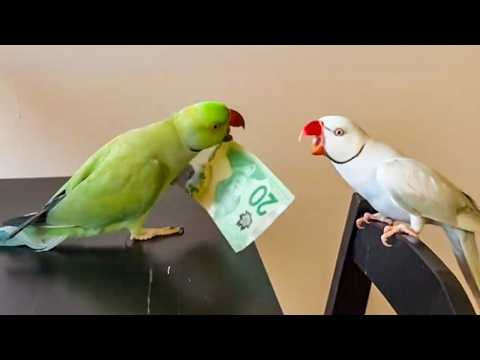 Best Comedian PARROT Talking Moments.. You Will Be SHOCKED! 😲🤣 Funniest Animal Videos