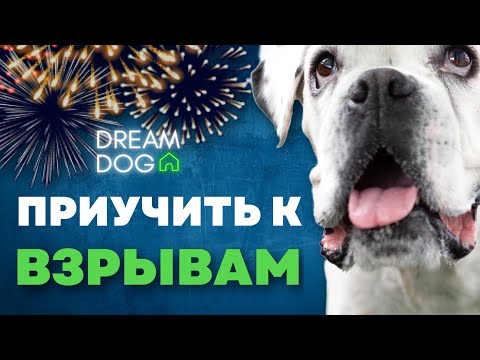 My dog ​​is afraid of fireworks and firecrackers. 🐶 How to get him used to explosions and fireworks.