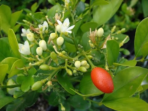 МУРАЙЯ метельчатая. МУРРАЙЯ | Советы по уходу и разведению в домашних условиях