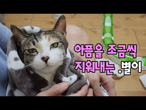 The story of Byeol-i, a cat who overcomes the pain of being abandoned and adapts to a new life.