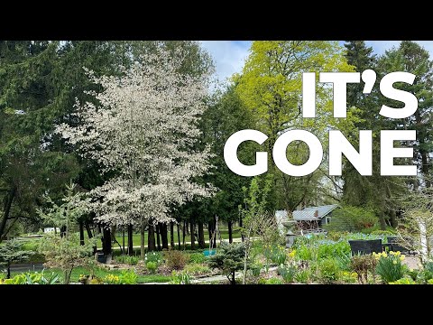 The end of an era in our garden