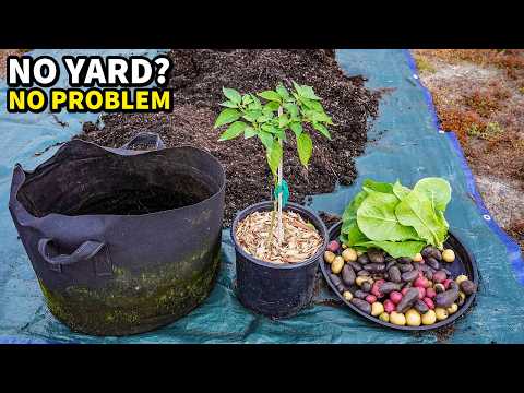 5 Vegetables That Grow BETTER In Pots Than In Ground!