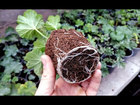 Вот почему у вас не укореняются черенки пеларгонии, петунии, хризантемы! ГЛАВНЫЕ ПРОБЛЕМЫ.