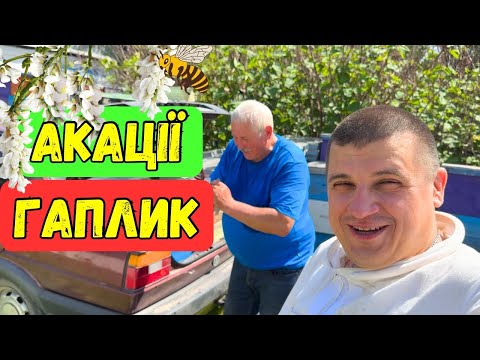 Наїлись Меду З Акації? 🍯 Холод, голод, а вощина Медове Місто🐝