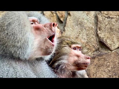 Люська с Елисеем ПЕРЕГОВАРИВАЮТСЯ, но Елисей все-равно НЕРВНИЧАЕТ, что Люси НЕТ РЯДОМ! 