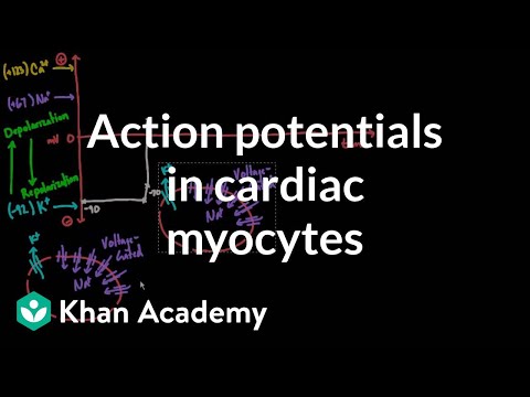 Action potentials in cardiac myocytes | Circulatory system physiology | NCLEX-RN | Khan Academy