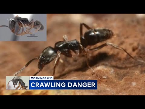 Crawling danger: What to know about Asian needle ants