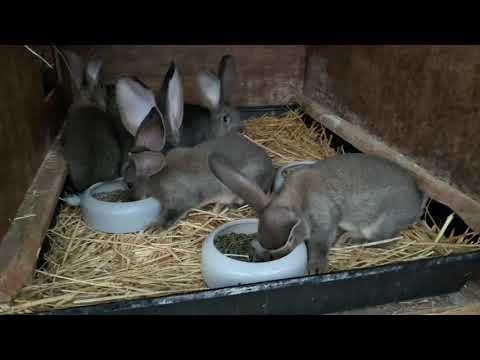 Кокцидиоз  у Кроликов. Как избавиться от Кокцидиоза.Способ борьбы с кокцидиозом.