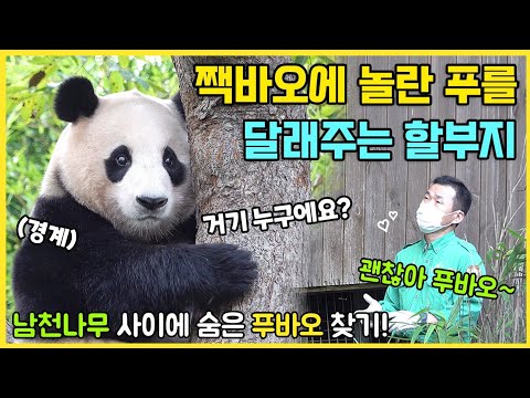 짹바오 소리에 놀란 푸바오?!🐼 그런 푸바오를 달래주러 나오신 할부지🩷 남천나무 사이에 숨은 푸바오! 니가 왜 거기서나와~🤣🎵