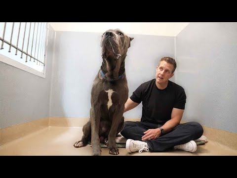 The Surprising Reason Nobody’s Adopting this GIANT Cane Corso 🥺