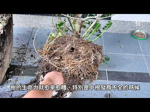 【樹呆子小學堂】為什麼我的盆栽長不好