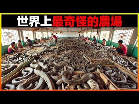 這個農場裡養殖的「生物」聞所未聞，膽小者能當場嚇尿了，11個世界上最奇怪的農場，能聽說3個以上的算你牛。