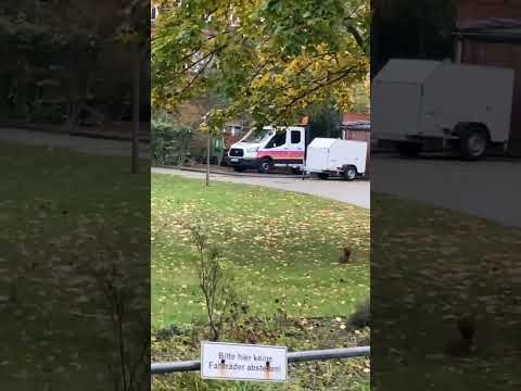 🐿️ БЕЛОЧКА 🍂 / 🐿️ Squirrel 🍂 #shorts