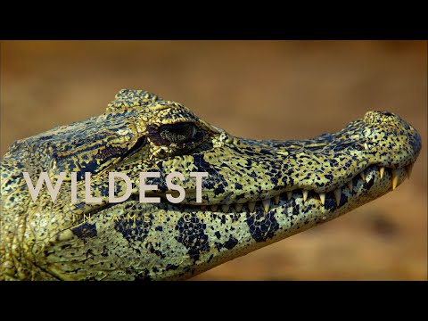 Pantanal: Brazil's Wild Heart 4k