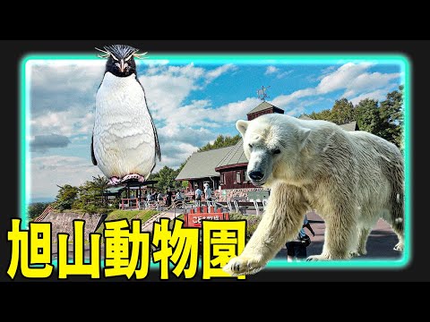 【北海道】旭山動物園一日遊！就算是夏天，還是值得一去！超近距離觀察各種動物！