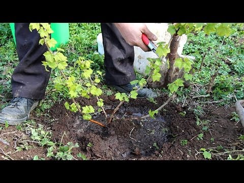 Посадка черной смородины