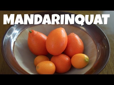 MANDARINQUAT & KUMQUAT Taste Test | Fruity Fruits
