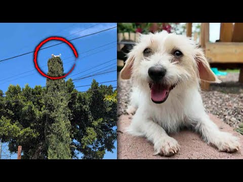 Family Saves Dog Stuck in Tree