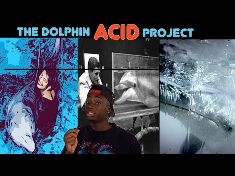 The Experiment That Broke a Dolphin's Heart