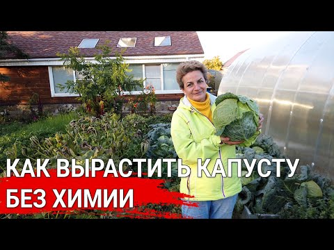 Как вырастить капусту без химии