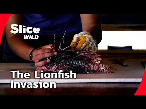 Lionfish – The Predator That Conquered the Atlantic I FULL DOC | SLICE WILD