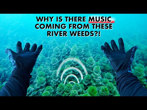 I Heard MUSIC Coming From These River Weeds Underwater (Then Found It's Source!)