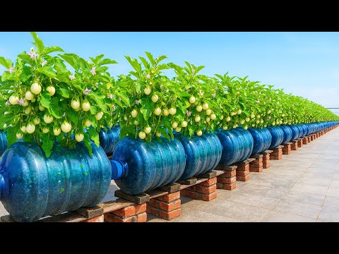Grow White Eggplants in Bottles | Big & Fast Harvest