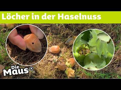 Wie kommt das Loch in die Haselnuss? | DieMaus | WDR