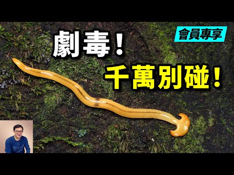 體內有劇毒河豚毒素，蚯蚓的一生之敵！錘頭蠕蟲正在入侵……【老肉雜談】限時公開48H