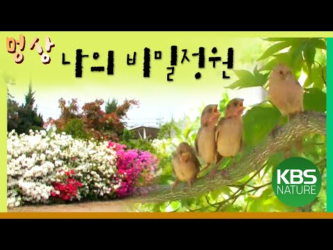 [멍상]#10 걸포동 정원, 5년의 야생기록  / 환경스페셜 ‘비밀의 정원’ / KBS 20110713 방송