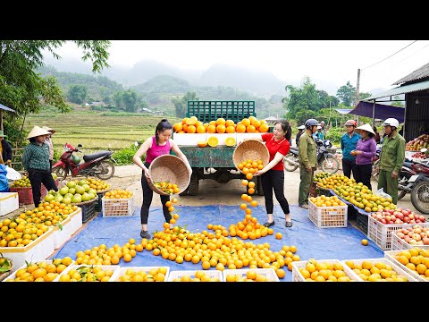 Harvesting 1000 Oranges, Use Truck Transport Many Oranges Go To Countryside Market Sell