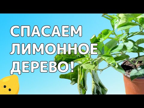 ПРЕОБРАЖЕНИЕ молодого ЛИМОННОГО ДЕРЕВА | Как вдохнуть в погибающее растение новую жизнь?