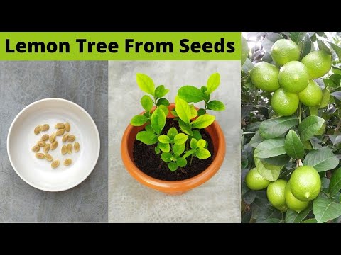How to grow lemon tree from seeds at home - with 100% success