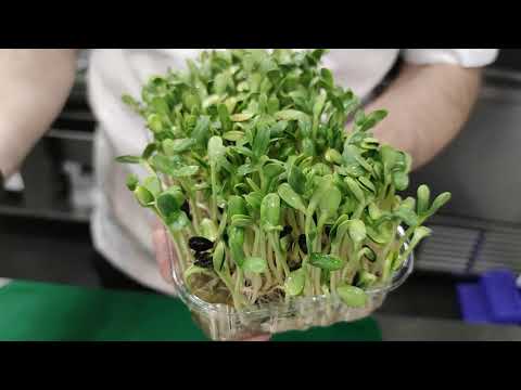 Выращивание микрозелени #подсолнечник