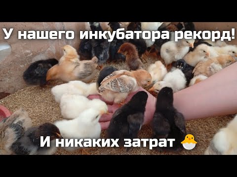 63 цыплёнка из 77 яиц – рекорд нашего копеечного инкубатора! 🥳🎉🐥