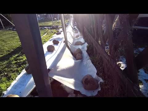 🔴🔴Grapes. What geotextile to use to cover the grapes. Dornit. Grapes in Belarus.