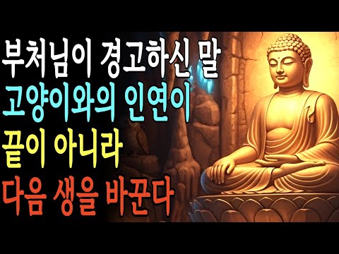 고양이를 얼마나 오래 키웠는지가 다음 생의 환생을 좌우한다는 말, 들어 본 적 있는가? 부처님께서 밝혀 주신, 살아서 고양이를 키우면 죽은 뒤 이렇게 이어지는 인과 이야기