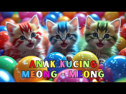 KUCING MANDI BOLA - ANAK KUCING MEONG MEONG - KUCING LUCU - KUCING OYEN