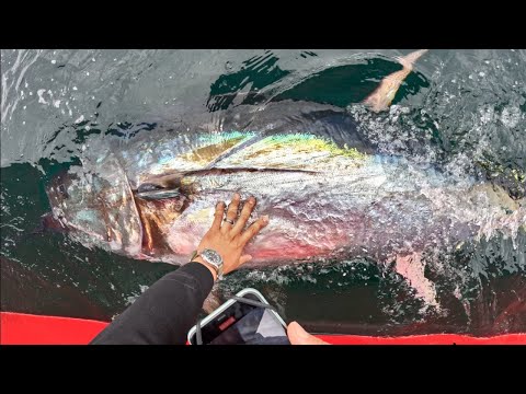 Boater Runs Over our $10,000 FISH (Commercial Bluefin Tuna Fishing)