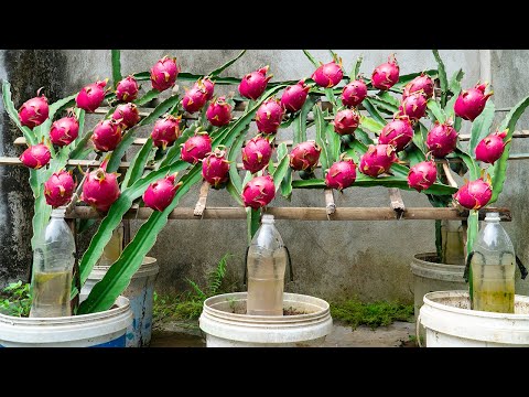 How To Grow Dragon Fruit at Home Easily — Tons of Red, Sweet Fruits! 🍉