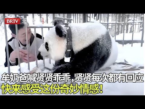 超有爱一幕！牟奶爸喊贤贤乖乖，贤贤每次都有回应，一呼一应间，满是温馨与默契。快来感受这份奇妙情感！【熊猫奇遇记】