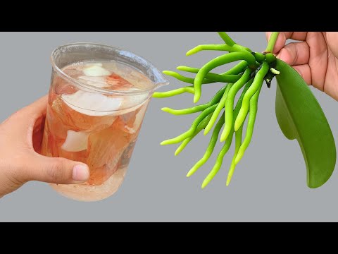 100 times stronger than garlic! The weakest orchid immediately becomes strong and blooms